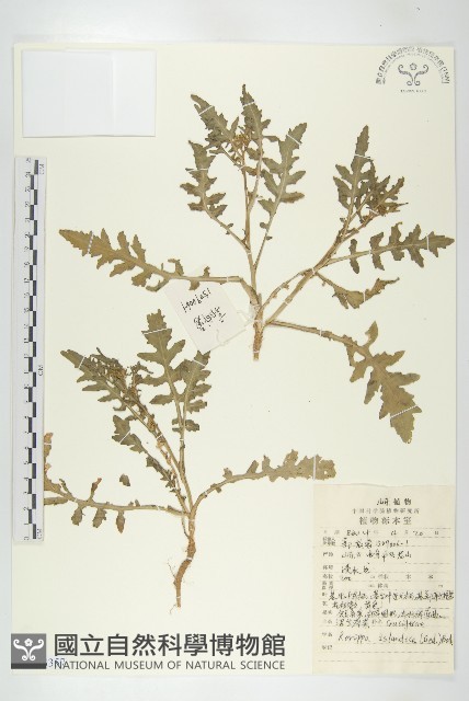 鳳花菜藏品圖，第1張