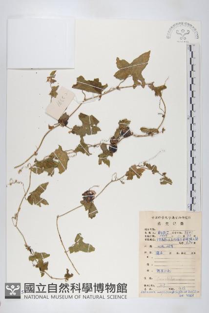 鈕子瓜藏品圖，第1張