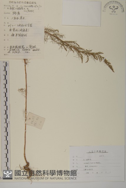 黃蒿藏品圖，第1張