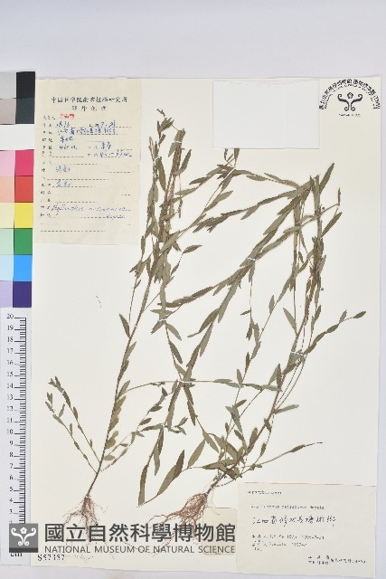 蜜柑草藏品圖，第1張