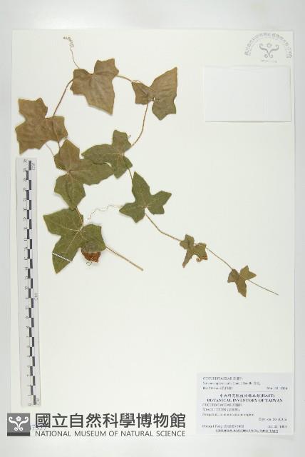 茅瓜藏品圖，第1張