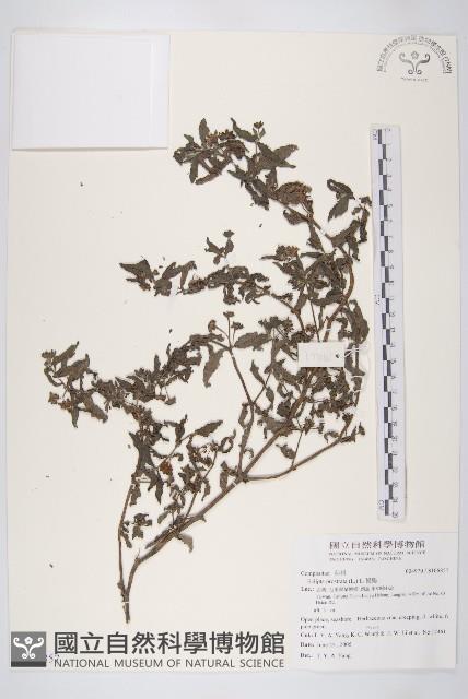 鱧腸藏品圖，第1張