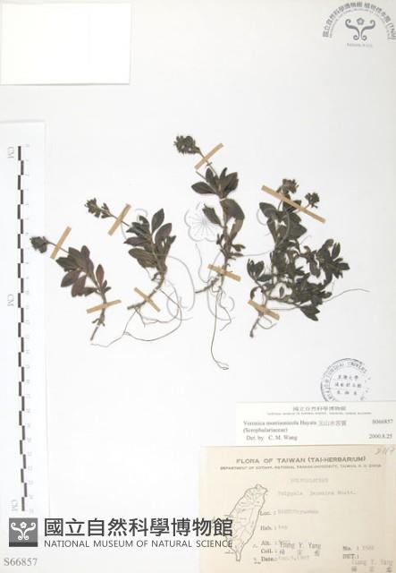 玉山水苦賈藏品圖，第1張