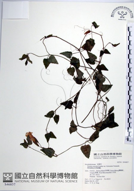 倒地蜈蚣藏品圖，第1張