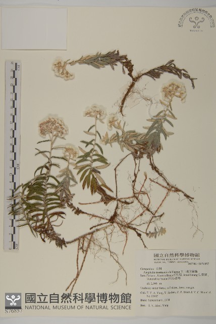 玉山抱莖籟簫藏品圖，第1張