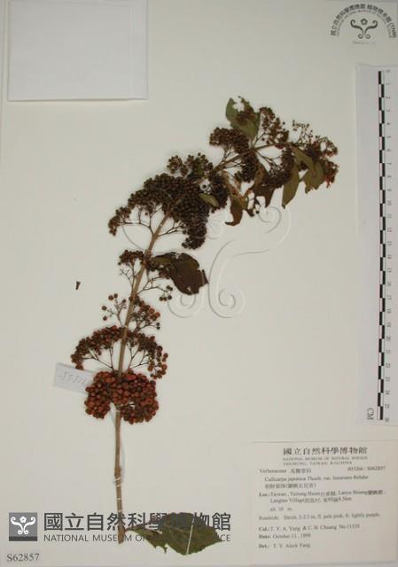 朝鮮紫珠、蘭嶼女兒茶藏品圖，第1張