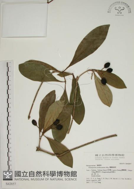 蘭嶼海桐藏品圖，第1張