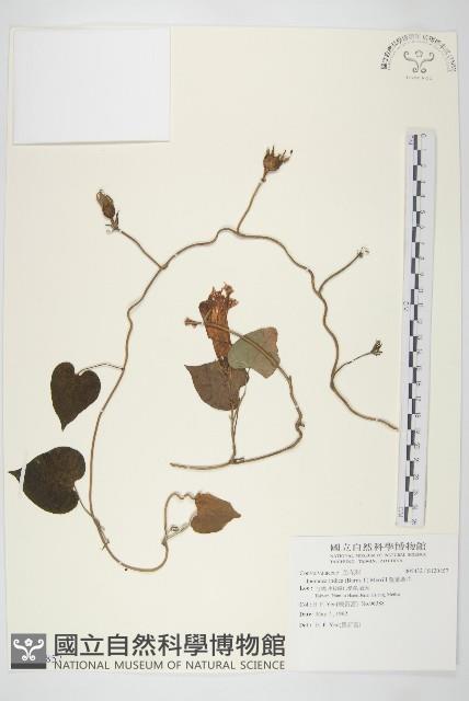 銳葉牽牛藏品圖，第1張