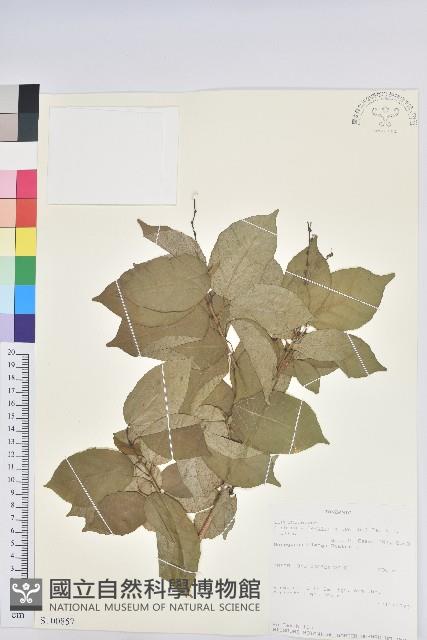 登錄號:S100857藏品圖，第1張