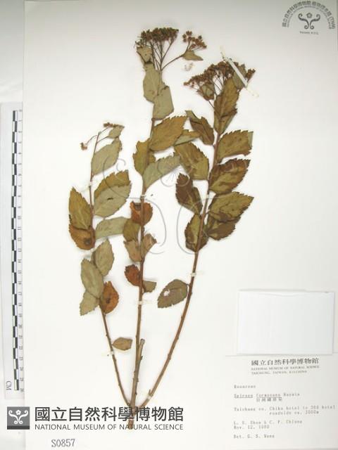 臺灣繡線菊藏品圖，第1張