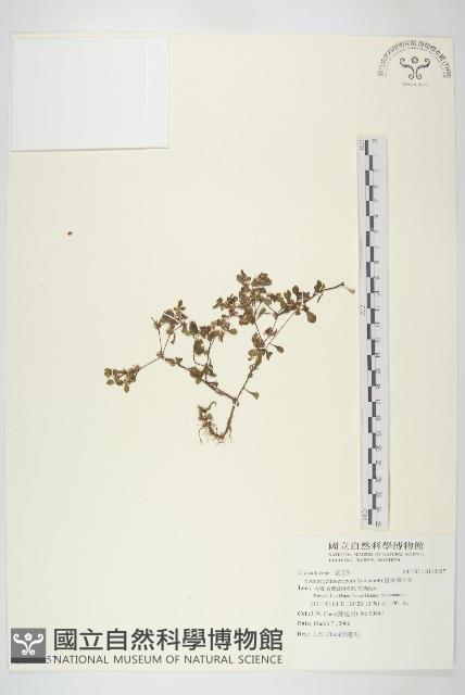 星果佛甲草藏品圖，第1張