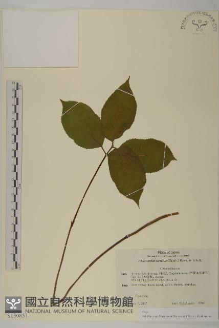 及己藏品圖，第1張