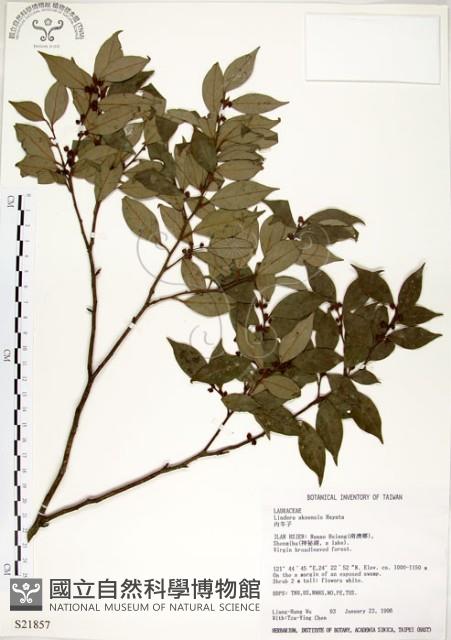 內苳子藏品圖，第1張