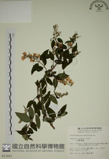 大葉溲疏藏品圖，第1張