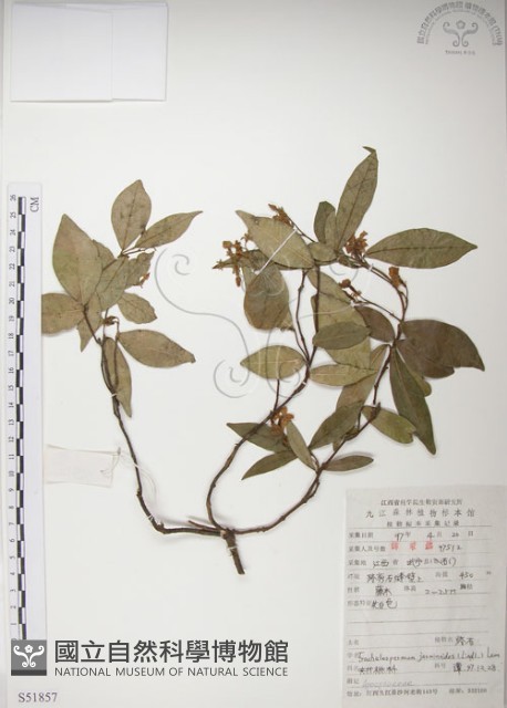 絡石藏品圖，第1張