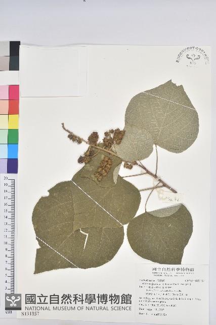 野桐藏品圖，第1張