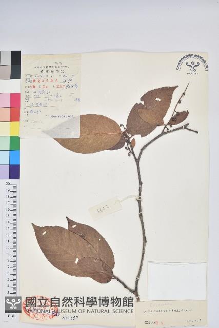 Accession Number:S031857 Collection Image