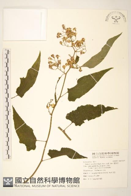 蔓黃菀藏品圖，第1張