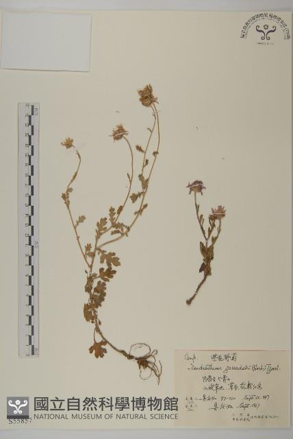 紫花野菊藏品圖，第1張