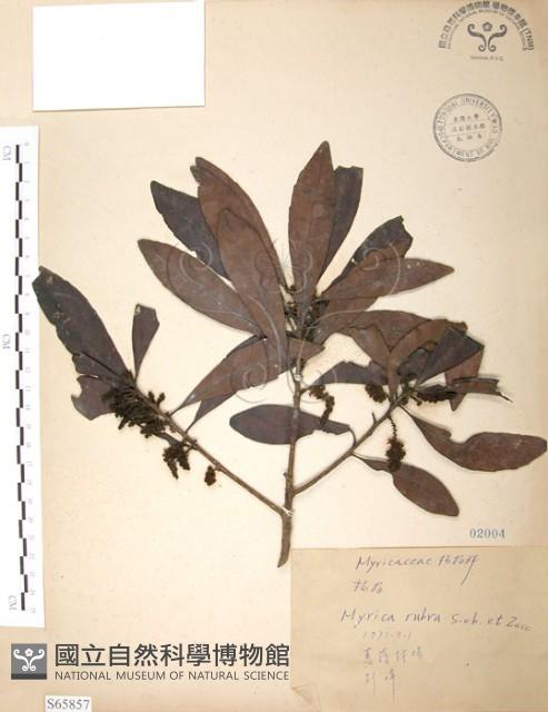 楊梅藏品圖，第1張