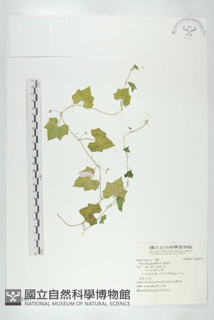 垂果瓜藏品圖，第1張