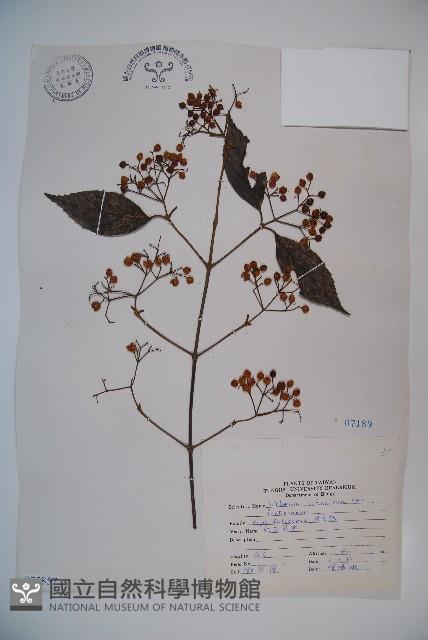 紅子莢迷藏品圖，第1張