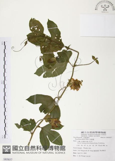 西番蓮、百香果藏品圖，第1張