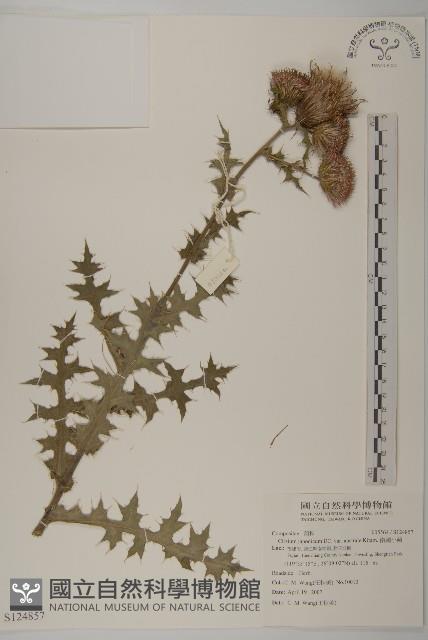 南國小薊藏品圖，第1張