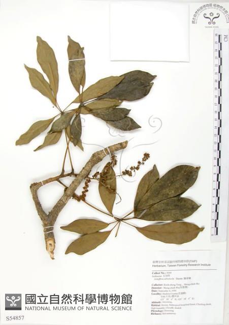 鵝掌蘗藏品圖，第1張