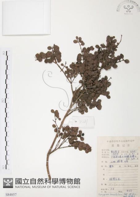 小葉赤楠藏品圖，第1張