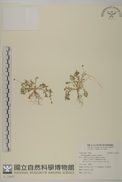 南方山芫荽藏品圖，第1張