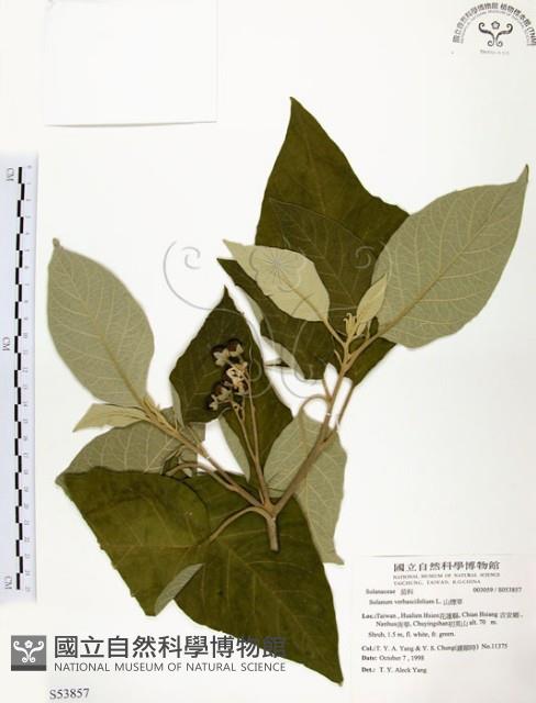 山煙草藏品圖，第1張