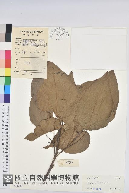 滑桃樹藏品圖，第1張