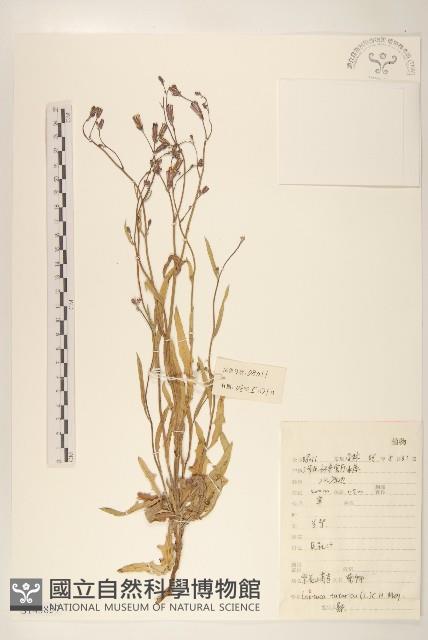 紫花山萵苣藏品圖，第1張