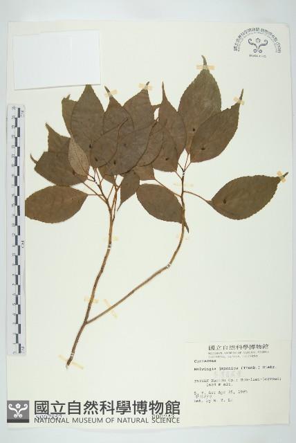 青莢葉藏品圖，第1張