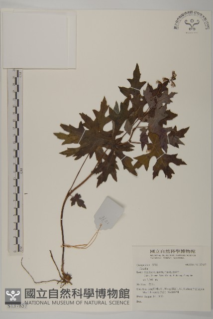 登錄號:S137857藏品圖，第1張