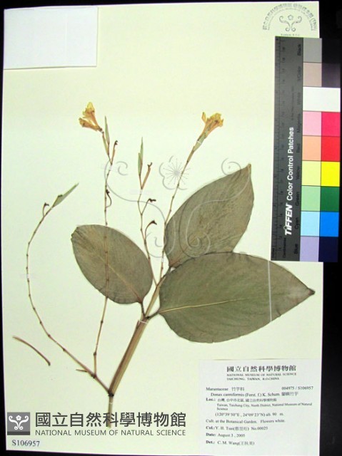 蘭嶼竹芋藏品圖，第1張