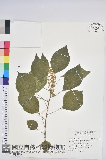 扛香藤藏品圖，第1張