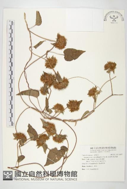 長梗毛娥房藤藏品圖，第1張