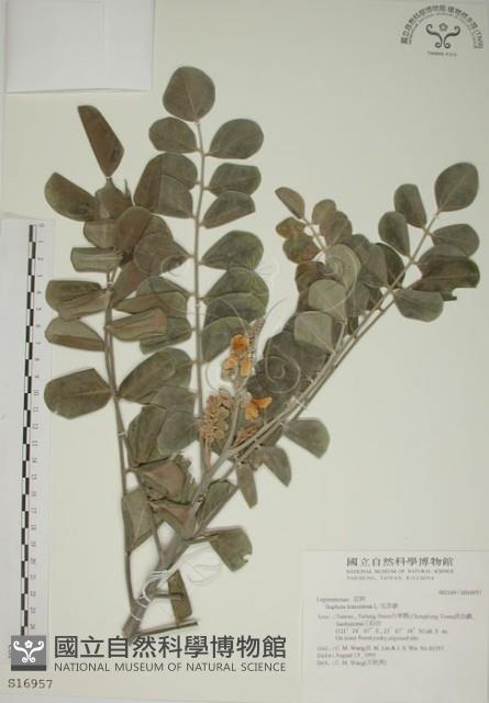 毛苦參藏品圖，第1張