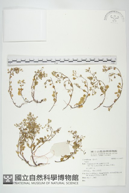 登錄號:S136957藏品圖，第1張