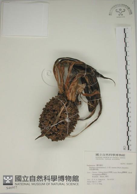 露兜樹、林投藏品圖，第1張