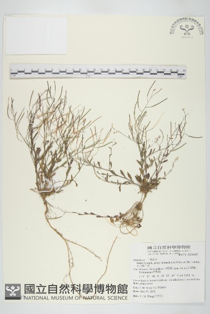 玉山筷子芥藏品圖，第1張