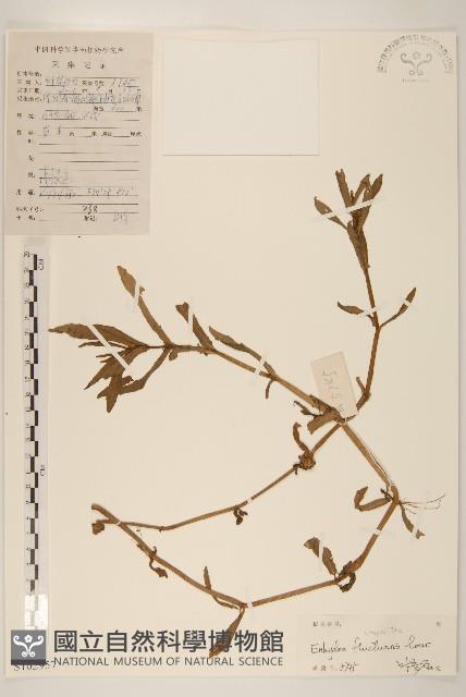 沼菊藏品圖，第1張