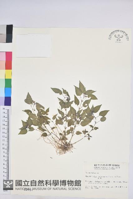 山靛藏品圖，第1張