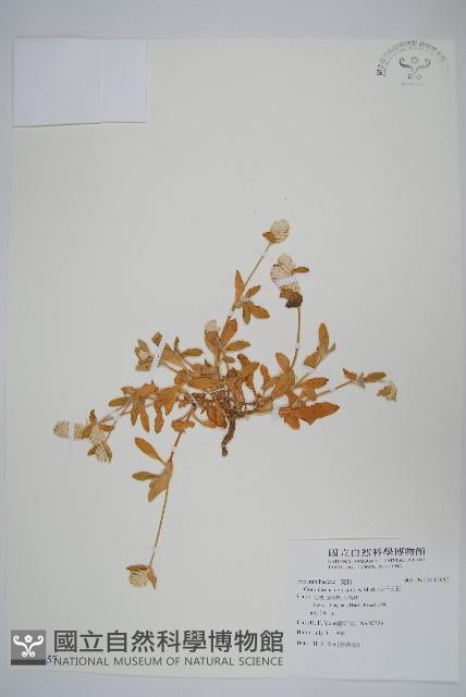 假千日紅藏品圖，第1張