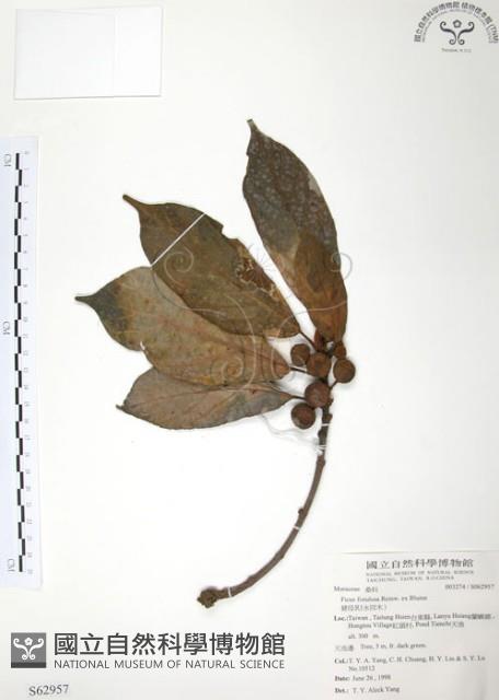 豬母乳、水同木藏品圖，第1張