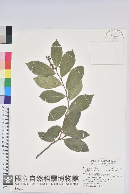 鴨舌黃舅藏品圖，第1張