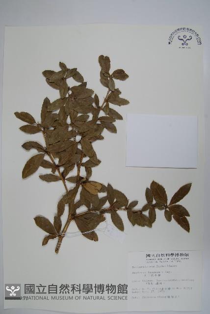 臺灣小蘗藏品圖，第1張