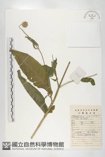 續斷藏品圖，第1張